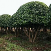 造型杨梅