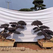 造型红花檵木