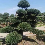 别墅庭院罗汉松