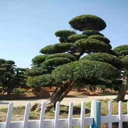 精品罗汉松造型